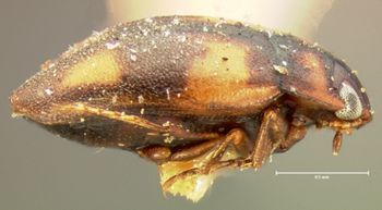 Media type: image;   Entomology 35340 Aspect: habitus lateral view